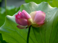 Hoa sen biểu tượng của Phật giáo